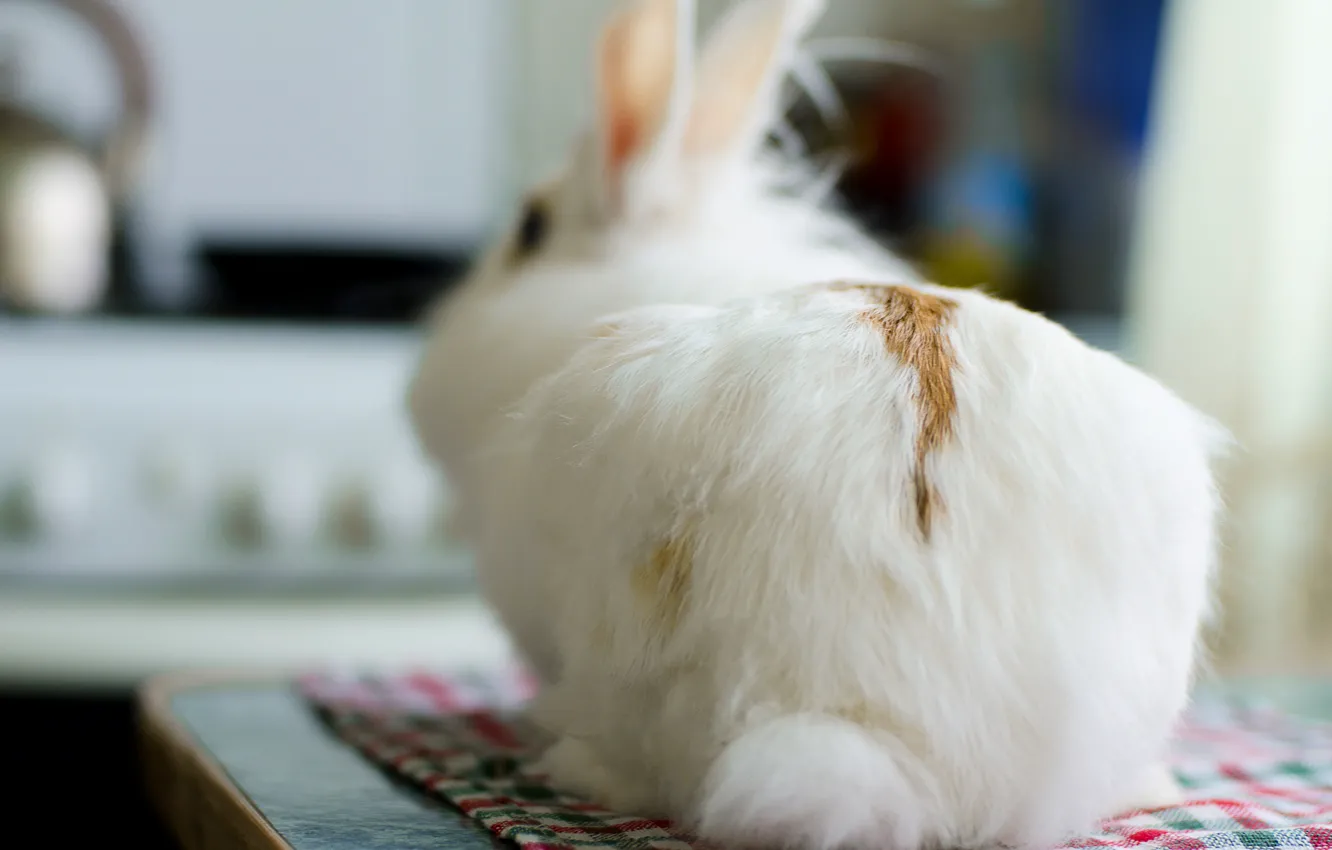 Фото обои белый, пушистый, кролик, rabbit, bunny, заец, fluffy