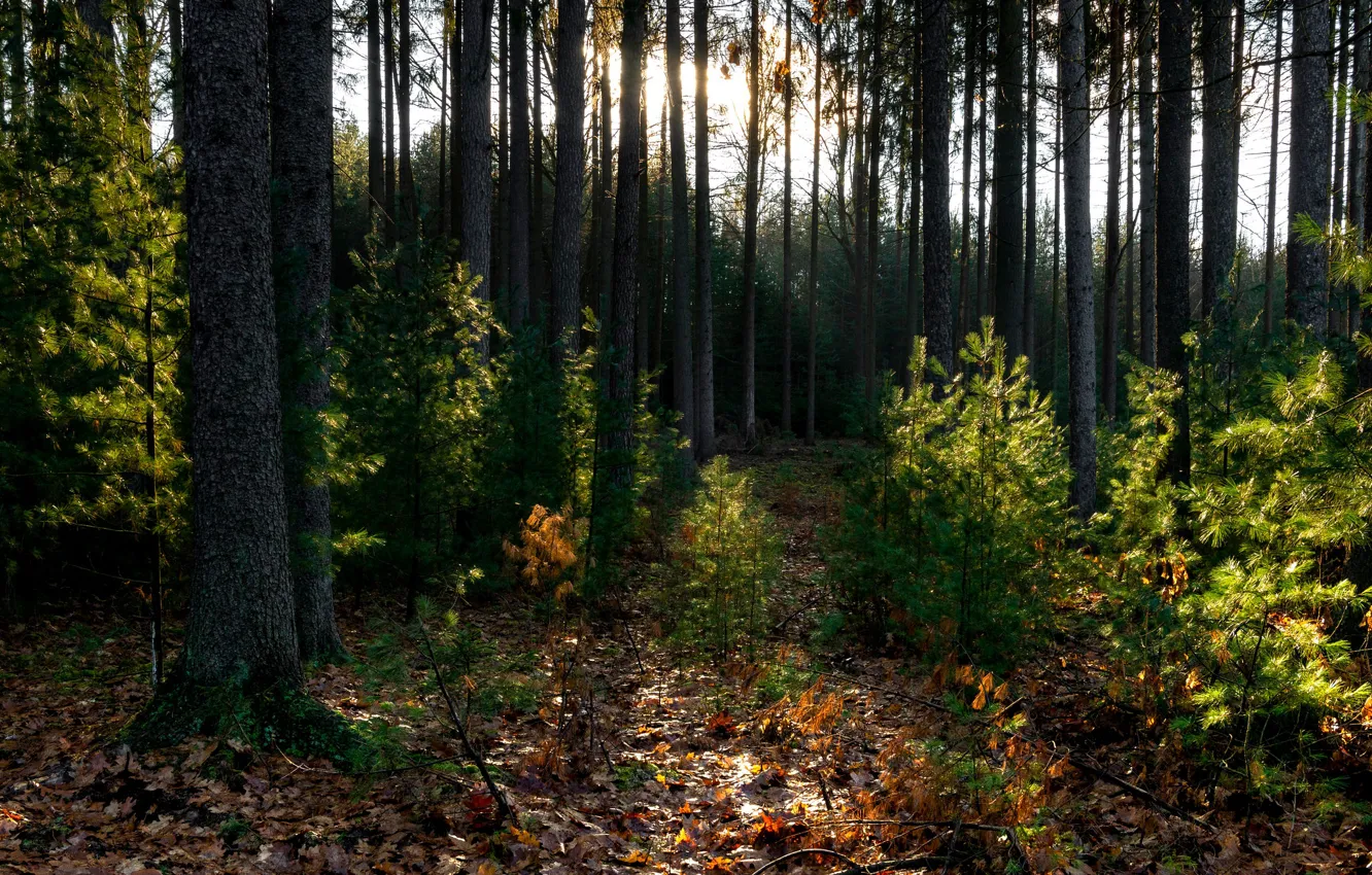 Фото обои лес, деревья, опавшие листья