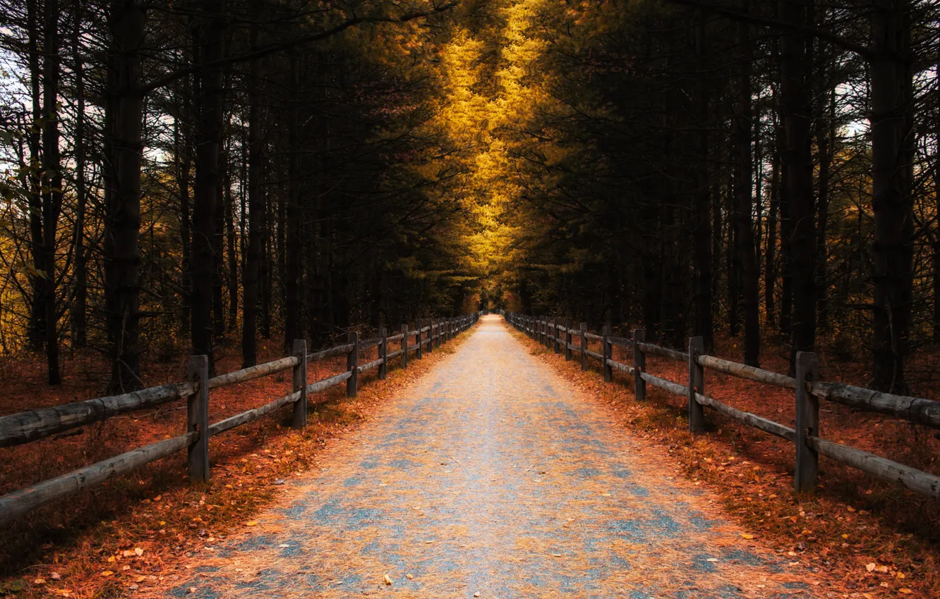 Фото обои дорога, осень, лес, листья, деревья, забор