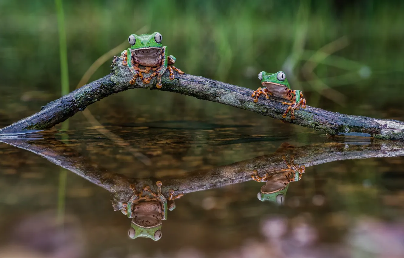 Фото обои вода, пруд, отражение, две, ветка, зеленые, пара, лягушки