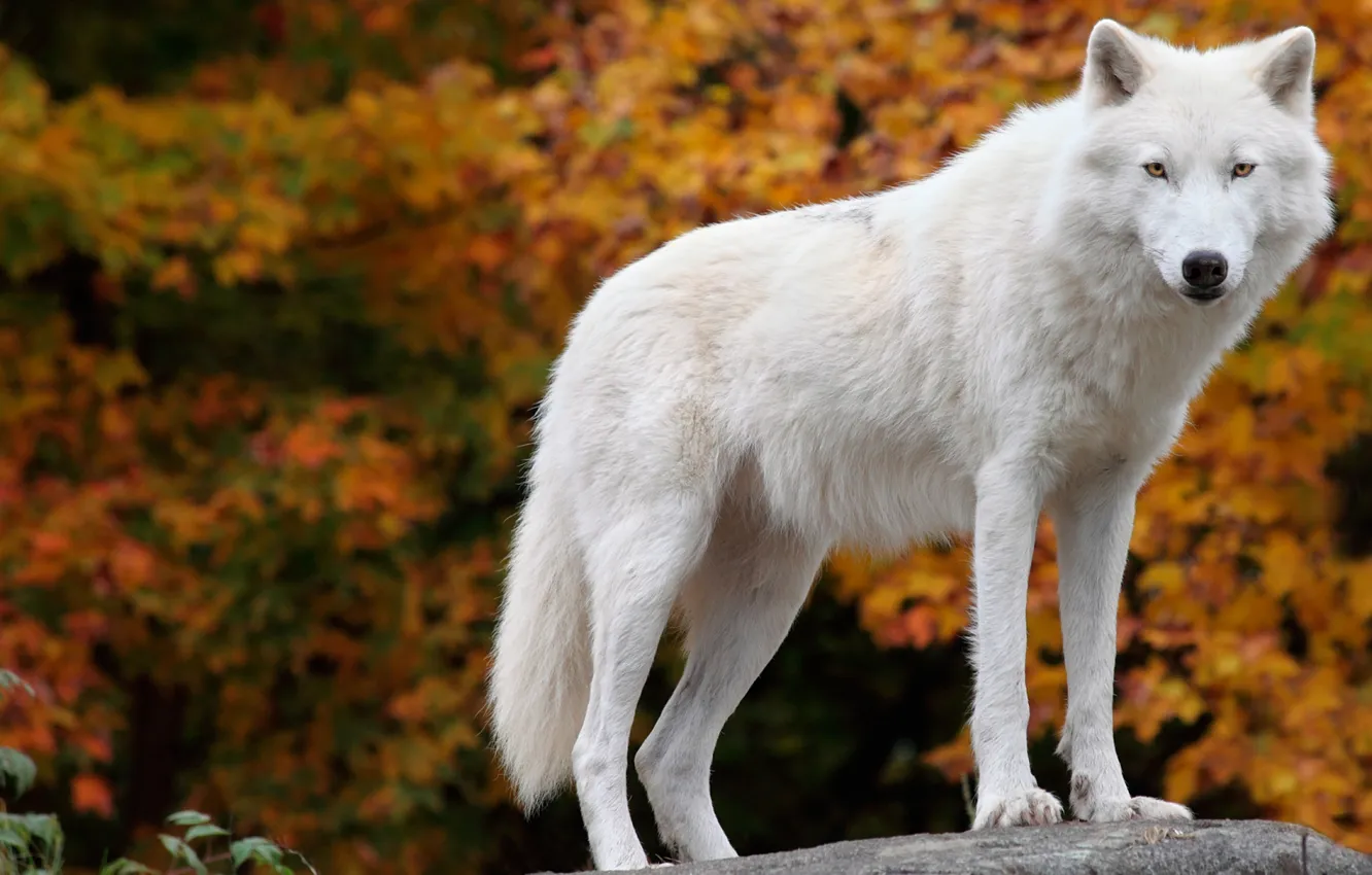 Фото обои fantasy, nature, art, snow, predator, face, animal, wolf