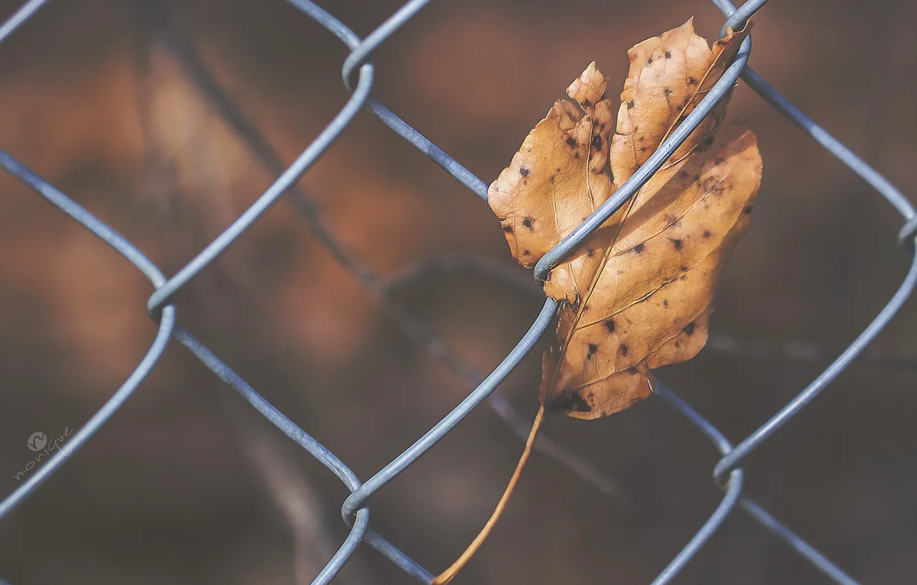 Фото обои осень, лист, забор