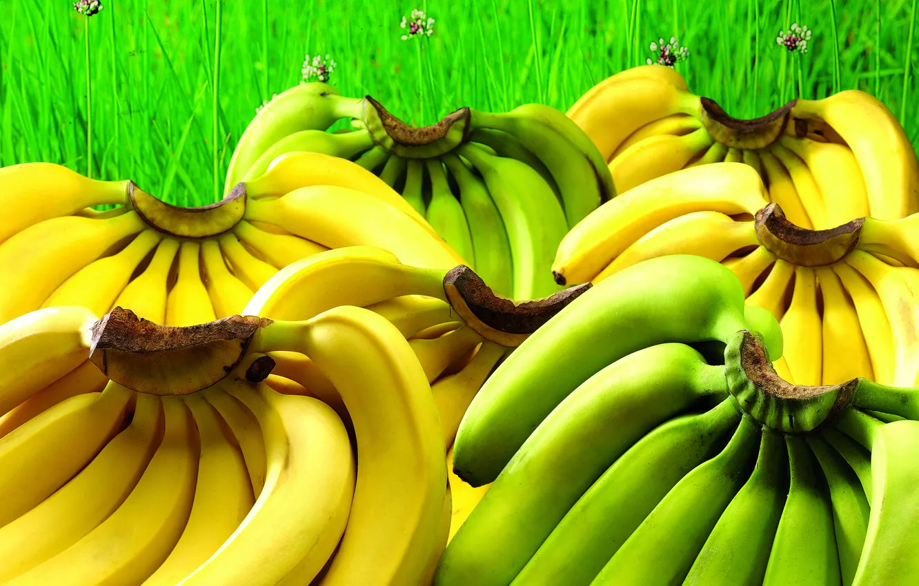 Фото обои зелень, трава, желтые, зеленые, бананы, фрукты, много, крупным планом