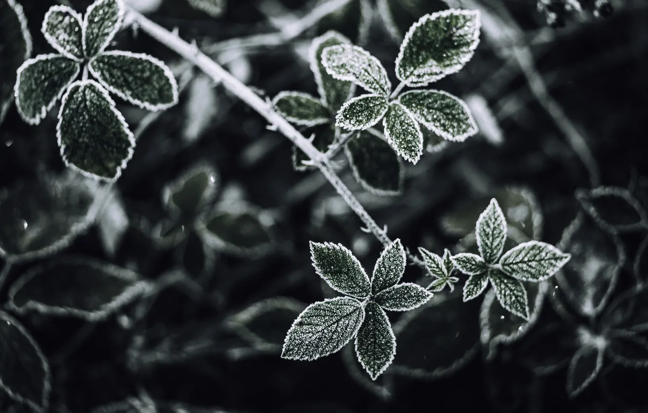 Фото обои leaves, dew, frost