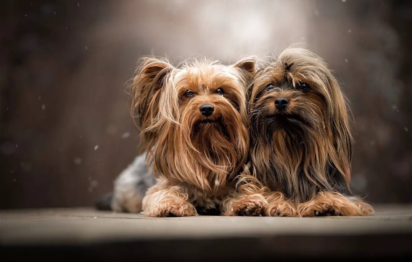Фото обои собаки, портрет, парочка, Йоркширский терьер