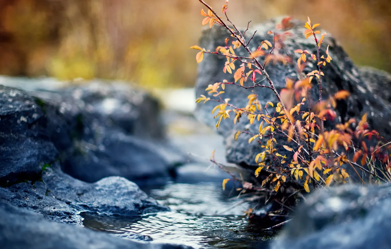Фото обои осень, листья, ручей, камни, куст, ветка, желтые