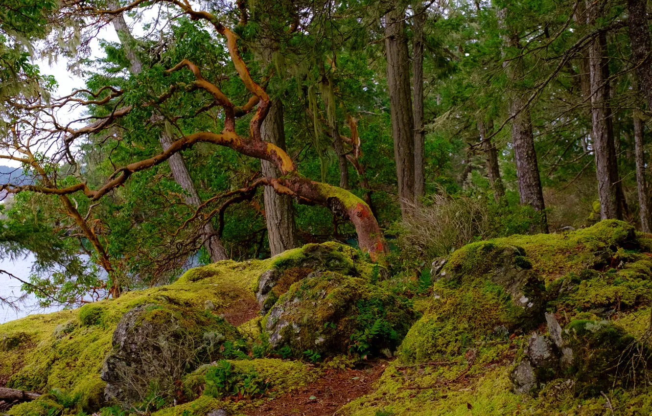 Фото обои зелень, лес, вода, деревья, камни, мох, Канада, East Sooke Park