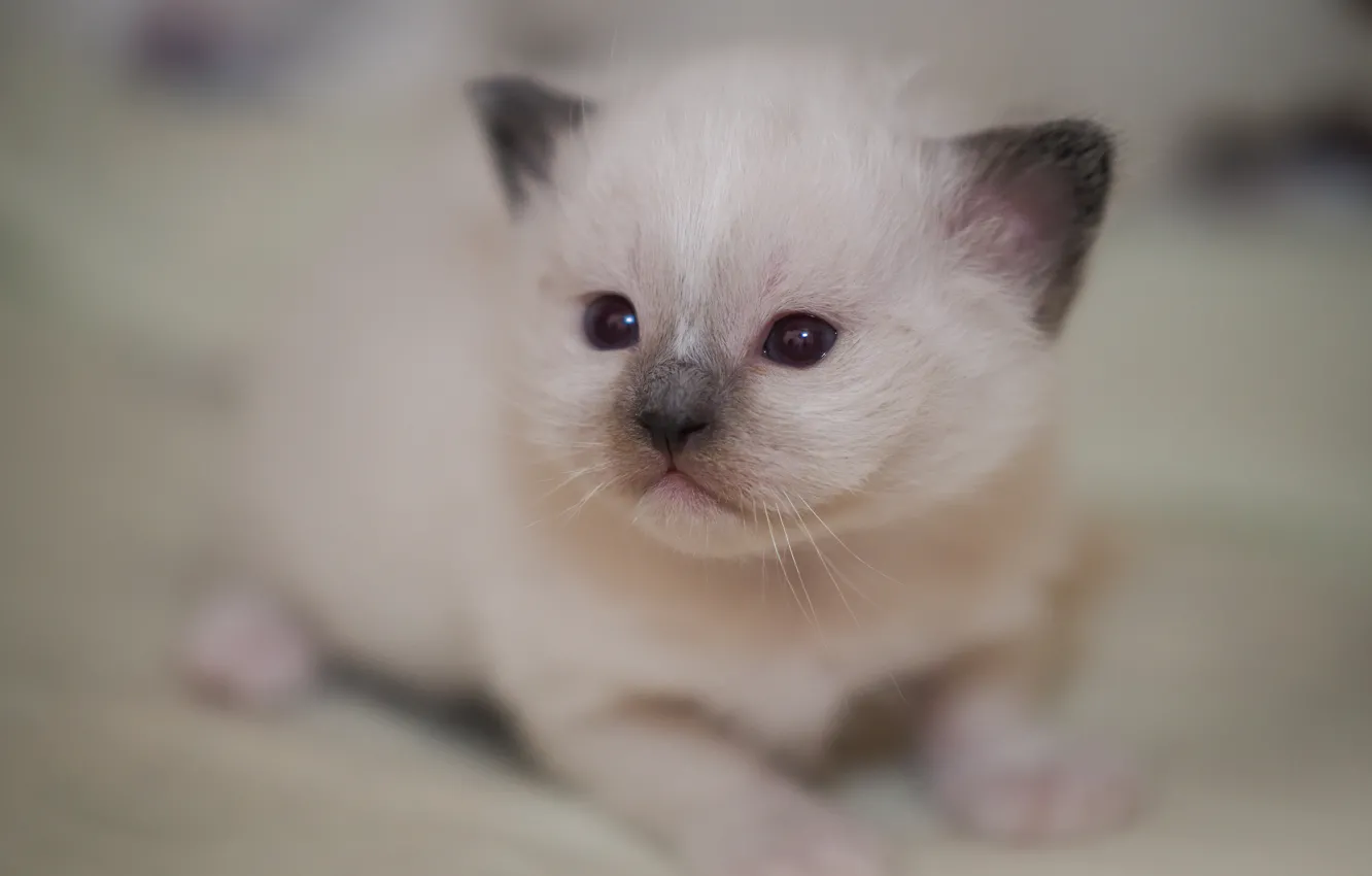 Фото обои кошка, белый, взгляд, котенок, портрет, малыш, милый, мордашка