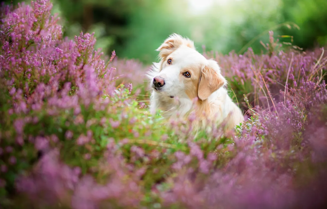 Фото обои лес, белый, лето, взгляд, морда, цветы, природа, портрет