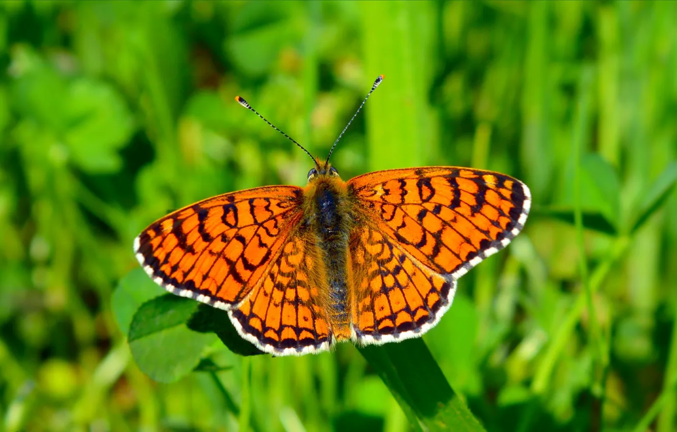Фото обои Макро, Весна, Бабочка, Spring, Macro, Butterfly