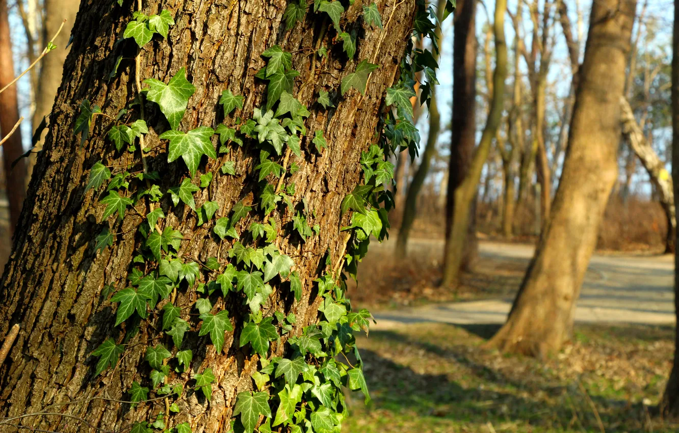 Фото обои green, forest, Ivy, park, tree, leafs