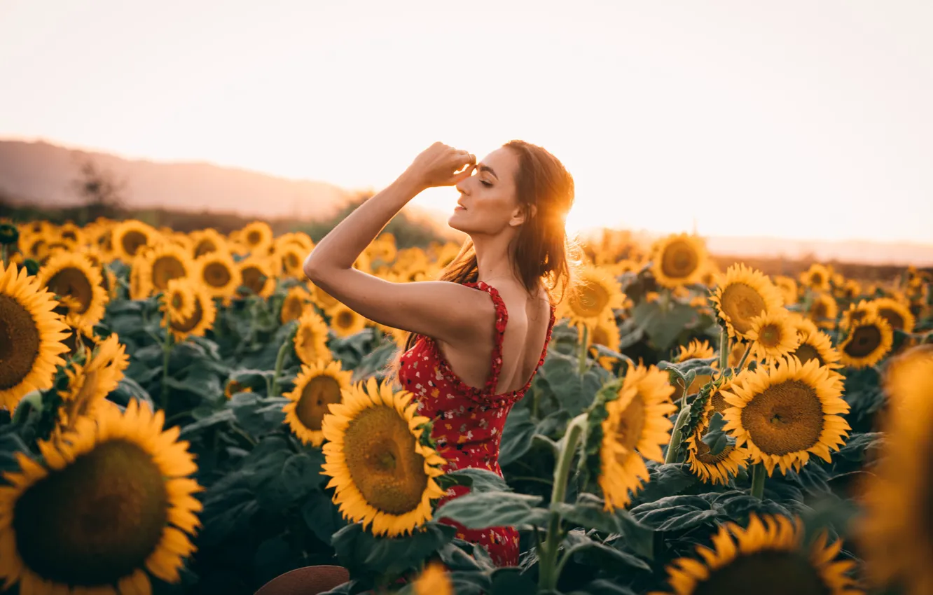 Фото обои Girl, Flowers, Women, Sunshine, Sunflowers, Sasha Stories