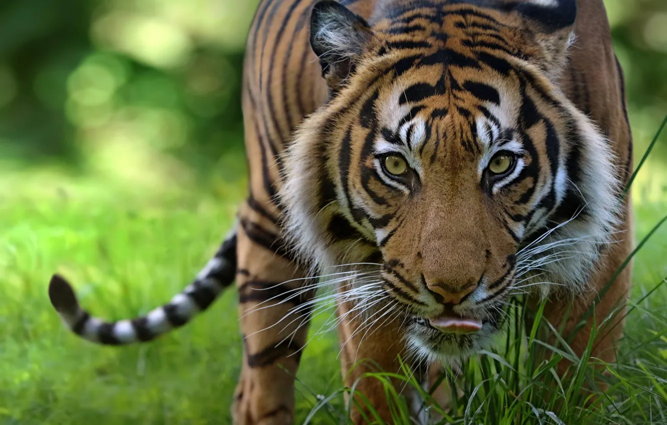 Фото обои взгляд, морда, тигр, хищник, дикая кошка