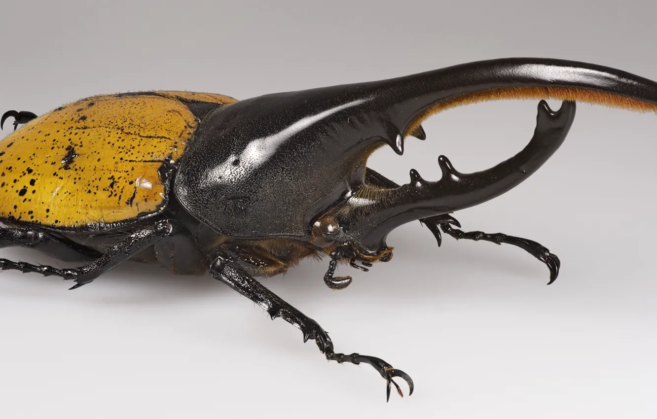 Фото обои природа, животное, насекомое, Жук-геркулес