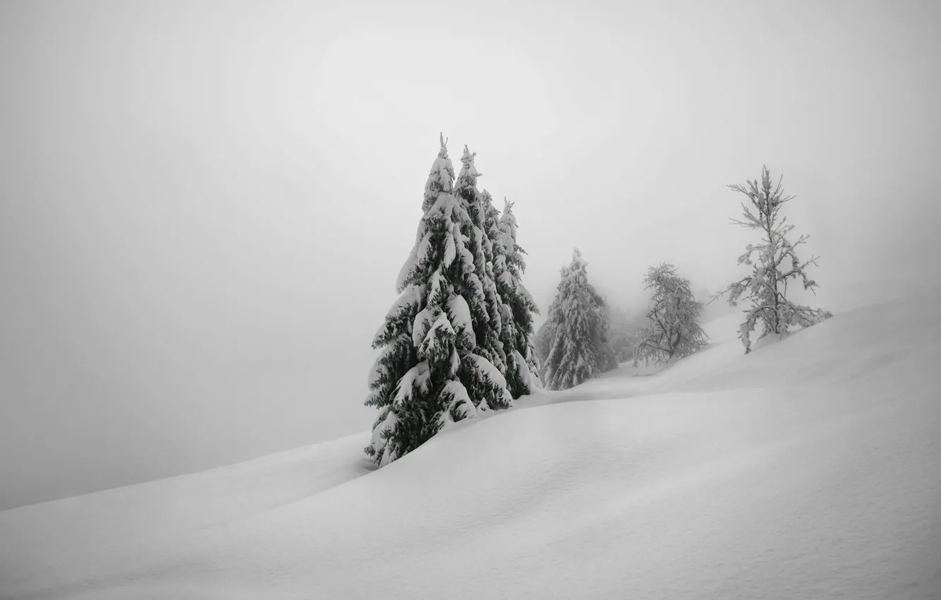 Фото обои зима, снег, деревья, природа, елки