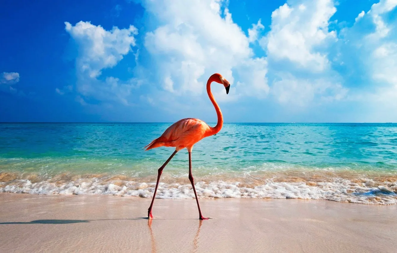 Фото обои beach, ocean, bird, blue, pink, Aruba, flamingo