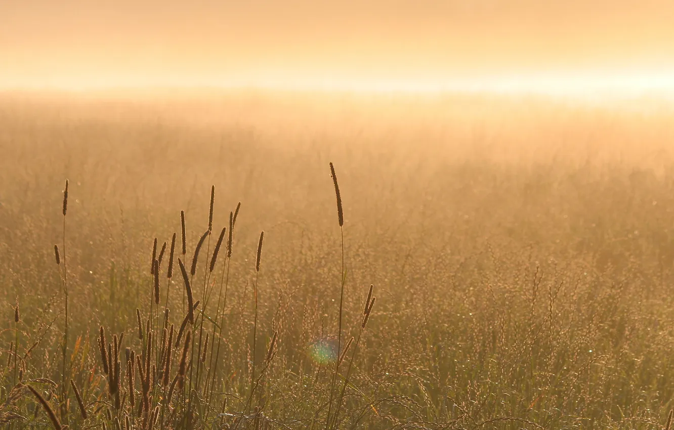 Фото обои трава, природа, туман, утро, солнца