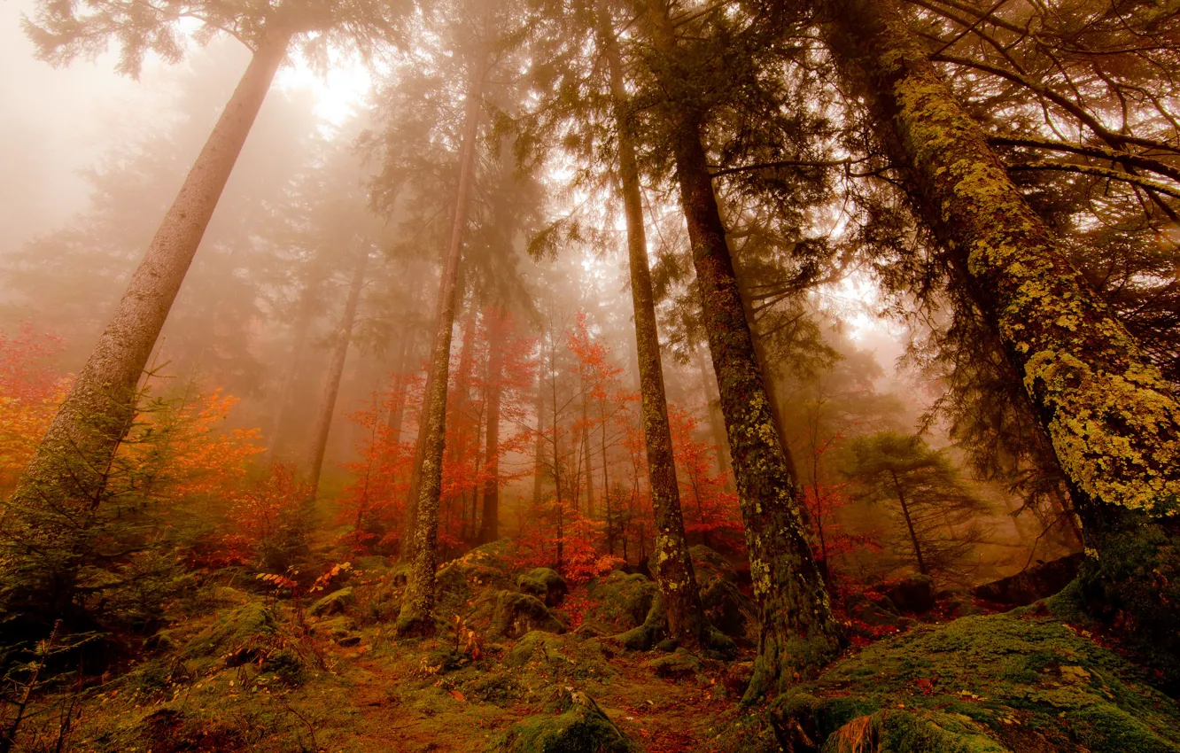 Фото обои осень, лес, туман, сосны