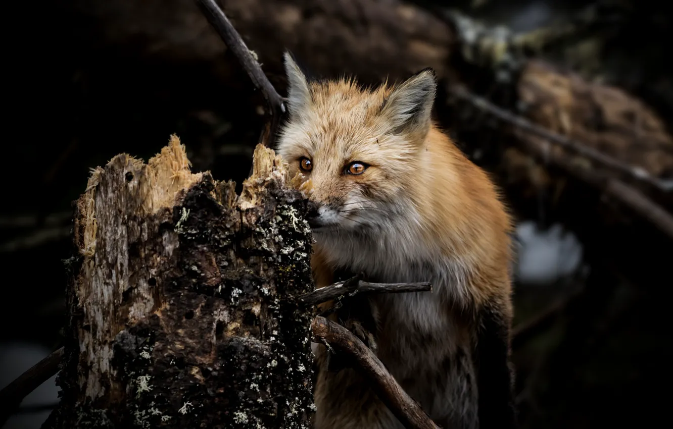 Фото обои лес, шерсть, лисица