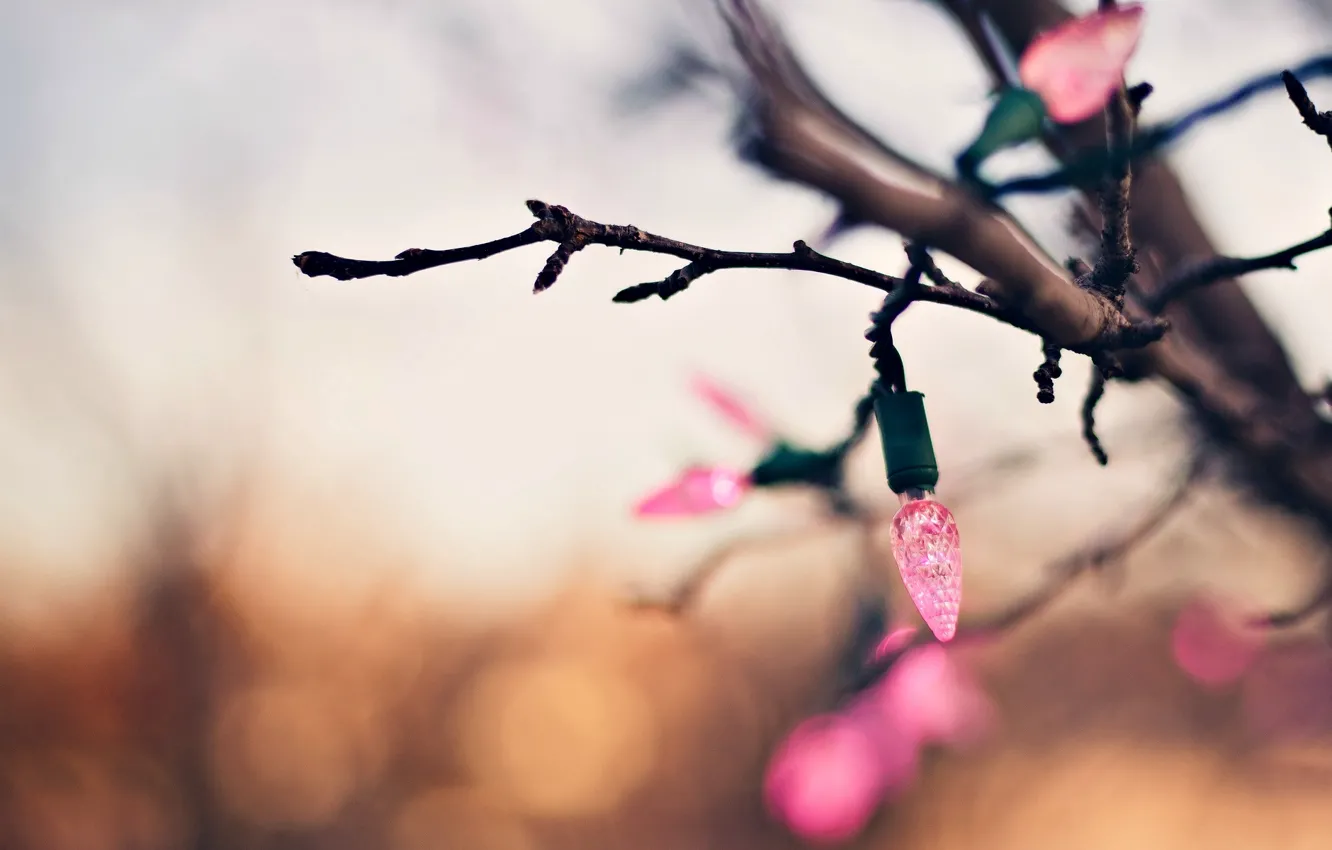 Фото обои макро, фон, дерево, розовый, праздник, обои, размытие, ветка