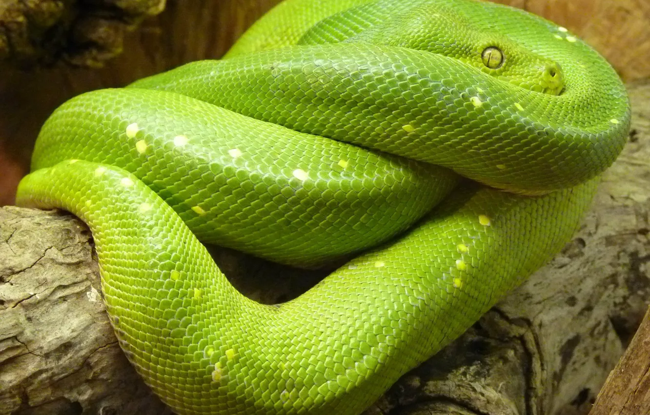 Фото обои green, snake, animal, python, pythonlover