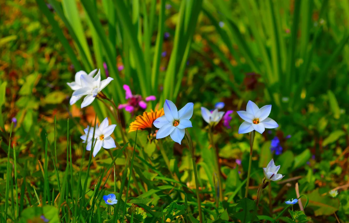 Фото обои Весна, Цветочки, Flowers, Spring
