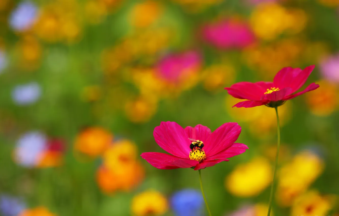 Фото обои Flower, Cosmos, Bee