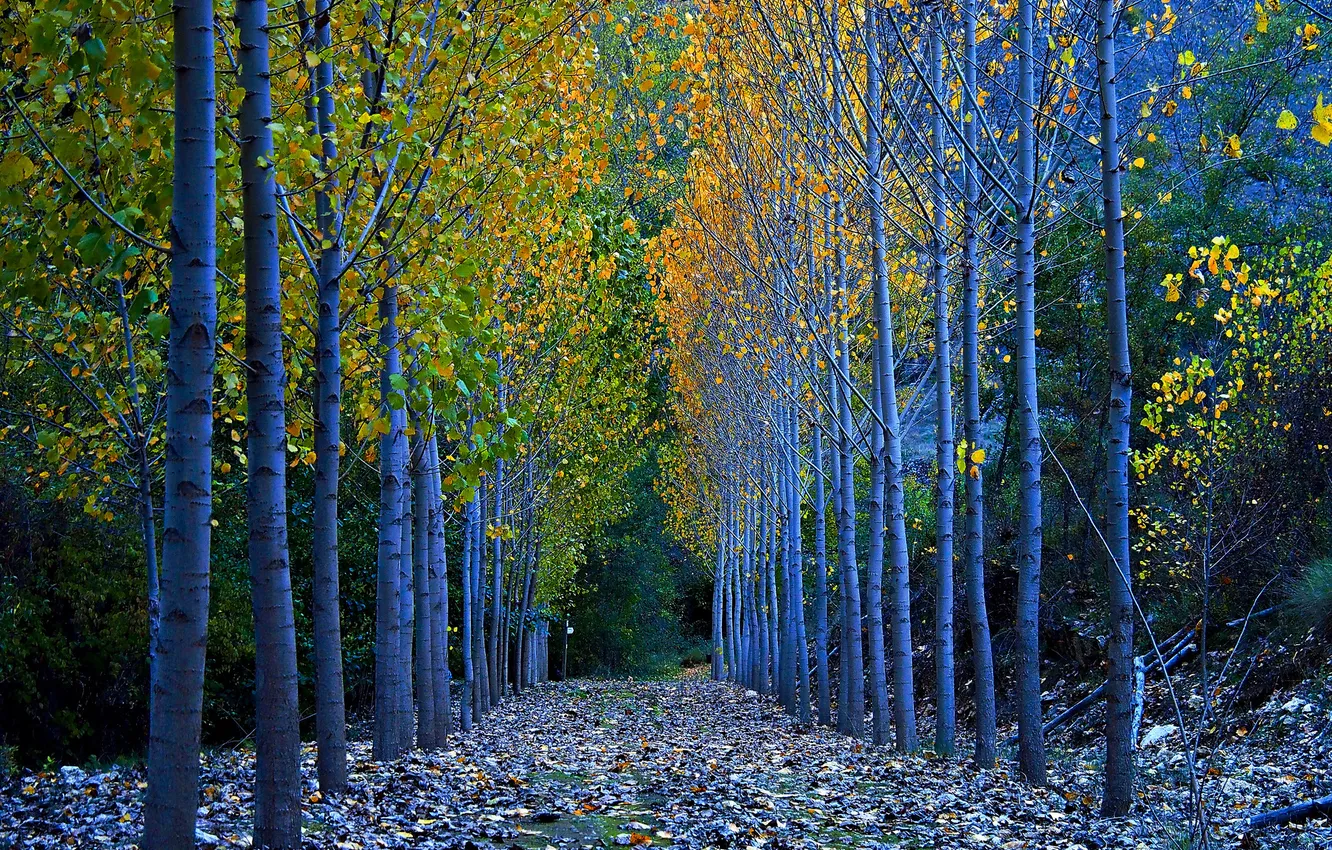 Фото обои осень, листья, деревья, Испания, Сеговия