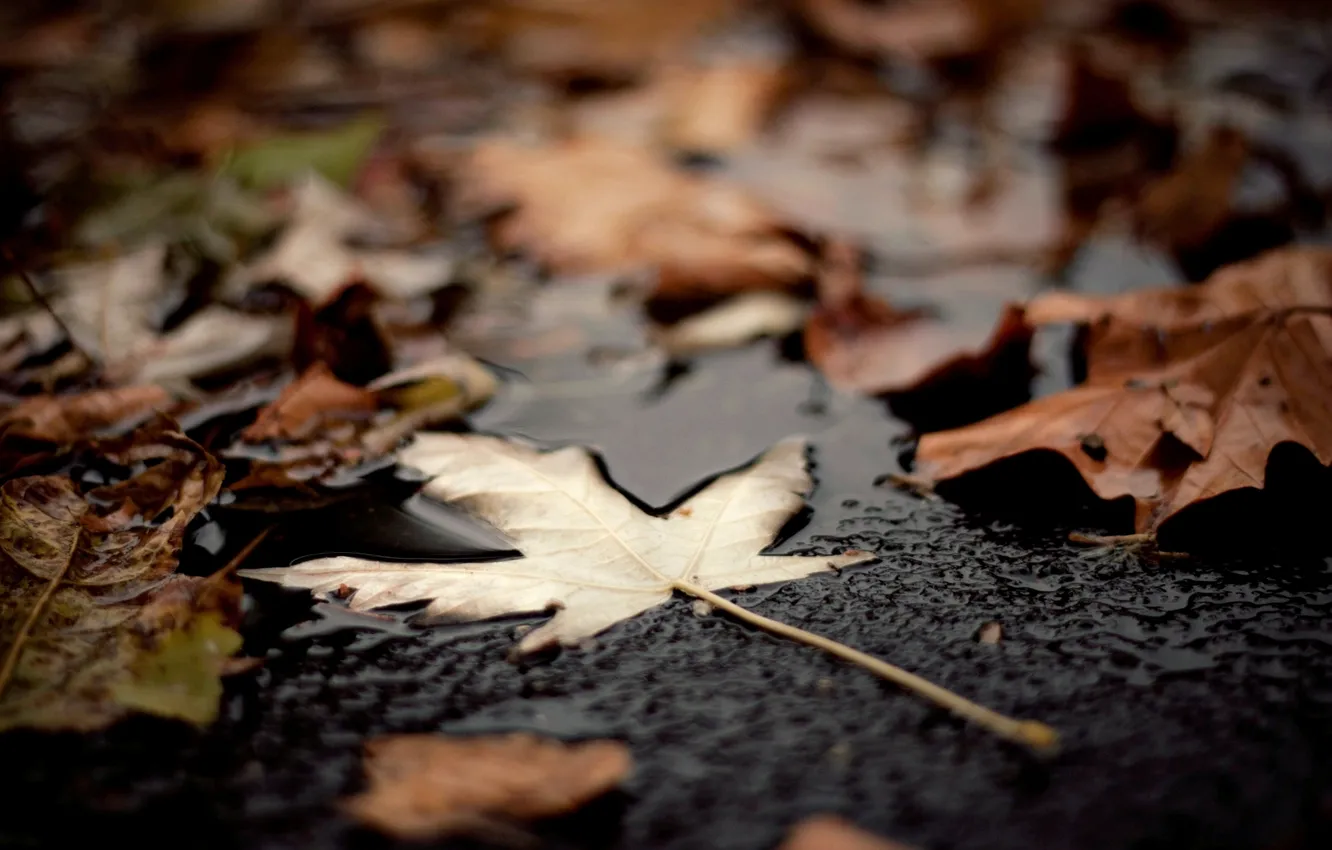 Фото обои осень, листья, макро, фон, widescreen, обои, листик, wallpaper