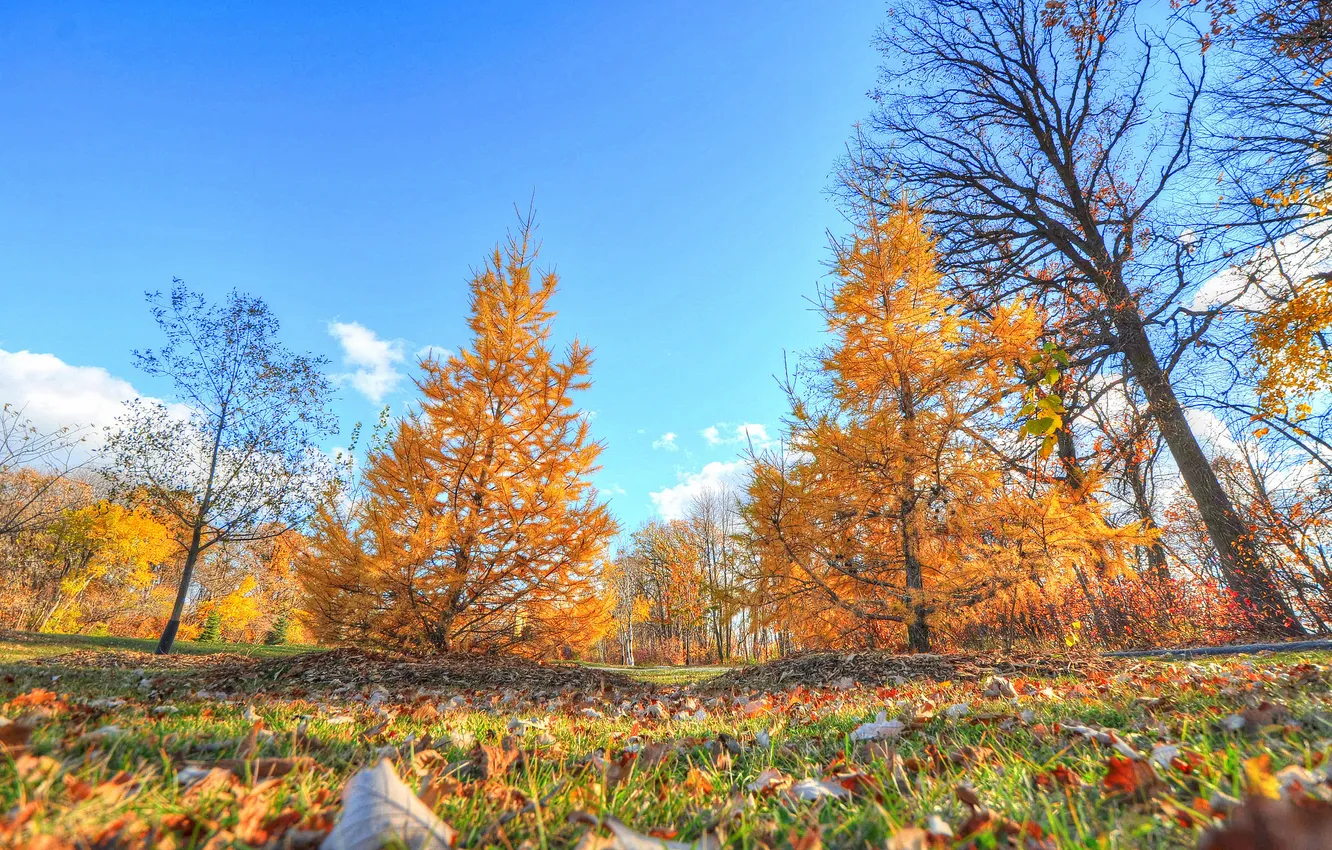 Фото обои осень, небо, трава, листья, деревья