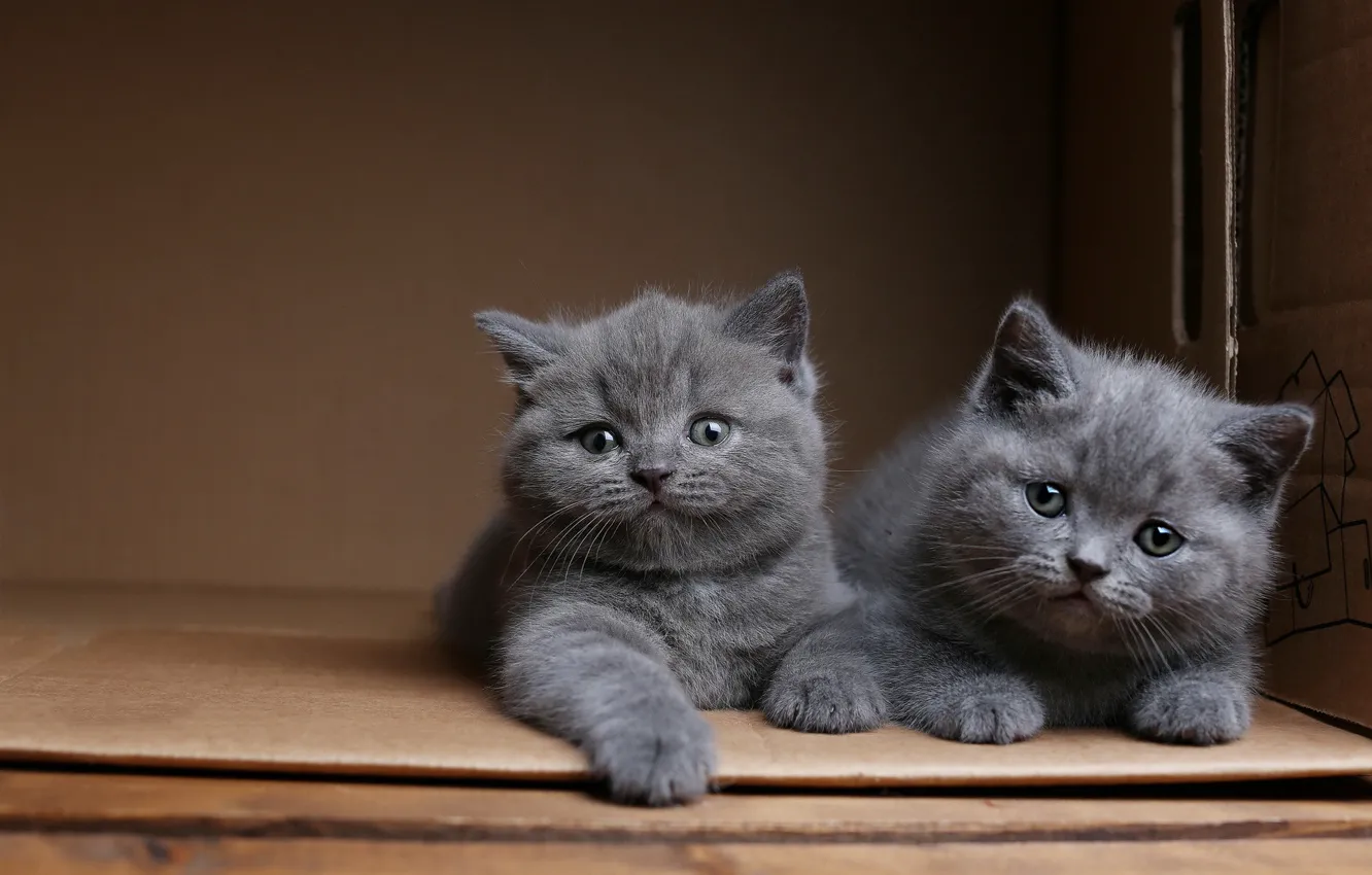 Фото обои кошки, коробка, котята, парочка, два котенка, британские