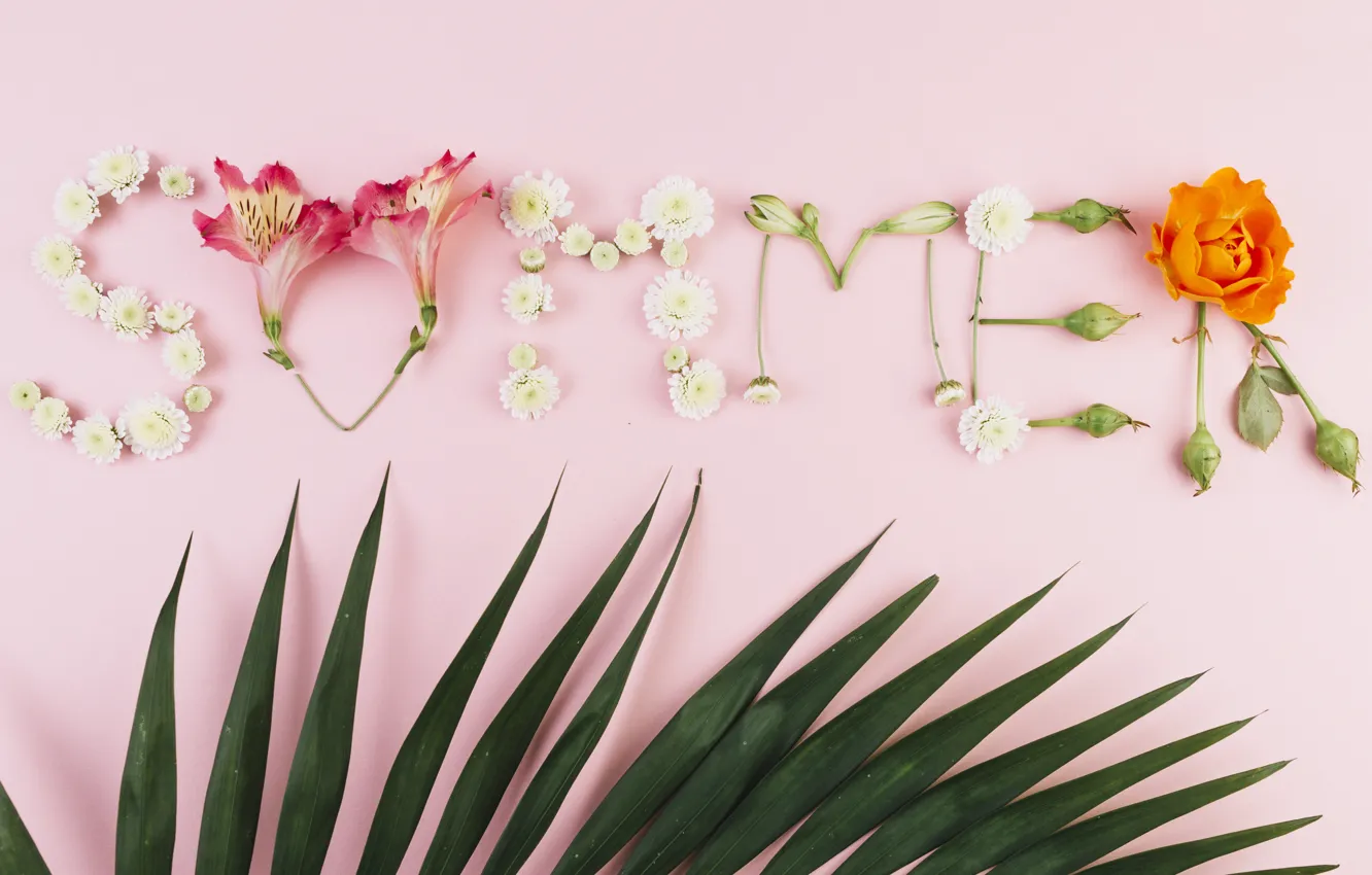 Фото обои лето, листья, цветы, фон, розовый, summer, pink, flowers