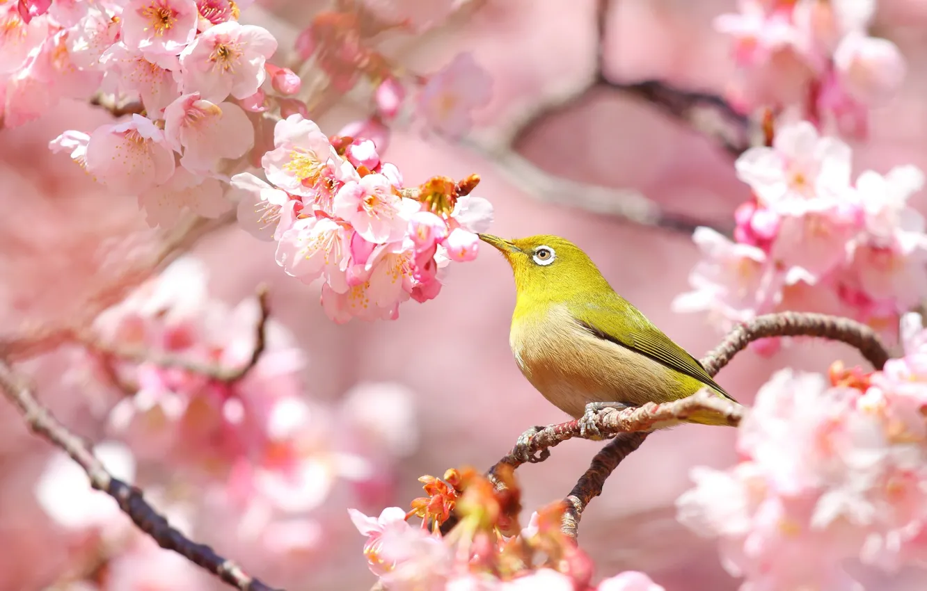 Фото обои птица, весна, сакура, белоглазка