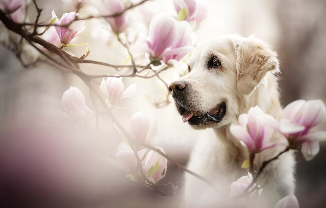Фото обои морда, цветы, ветки, портрет, собака, магнолия
