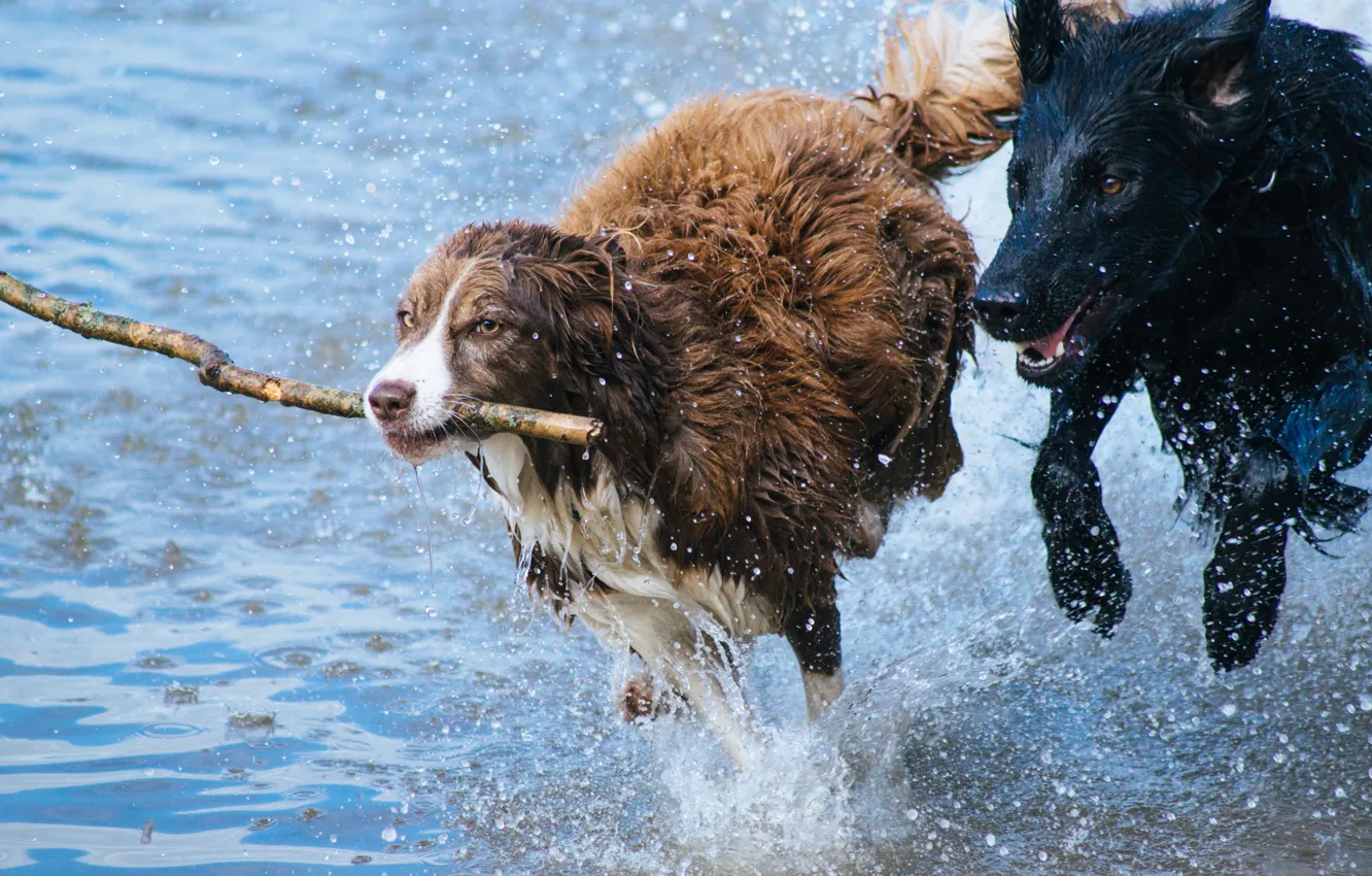 Фото обои собаки, вода, брызги