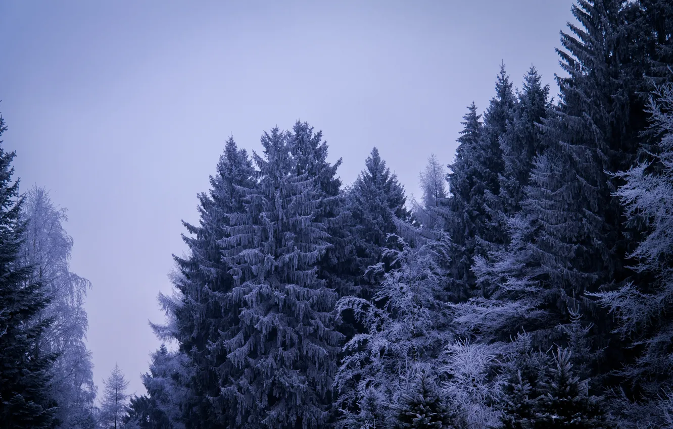 Фото обои Winter, Cloudy, Snow, Frosty, Ice, Forest, Gloomy, Pine