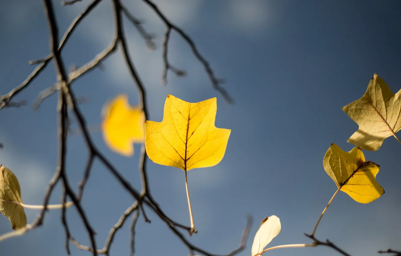 Фото обои autumn, tree, garden, yellow leaf