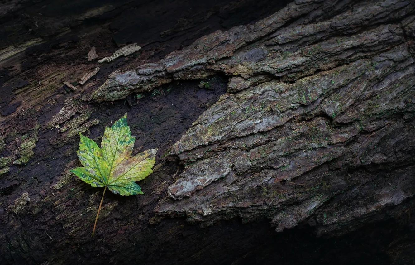 Фото обои природа, лист, дерево