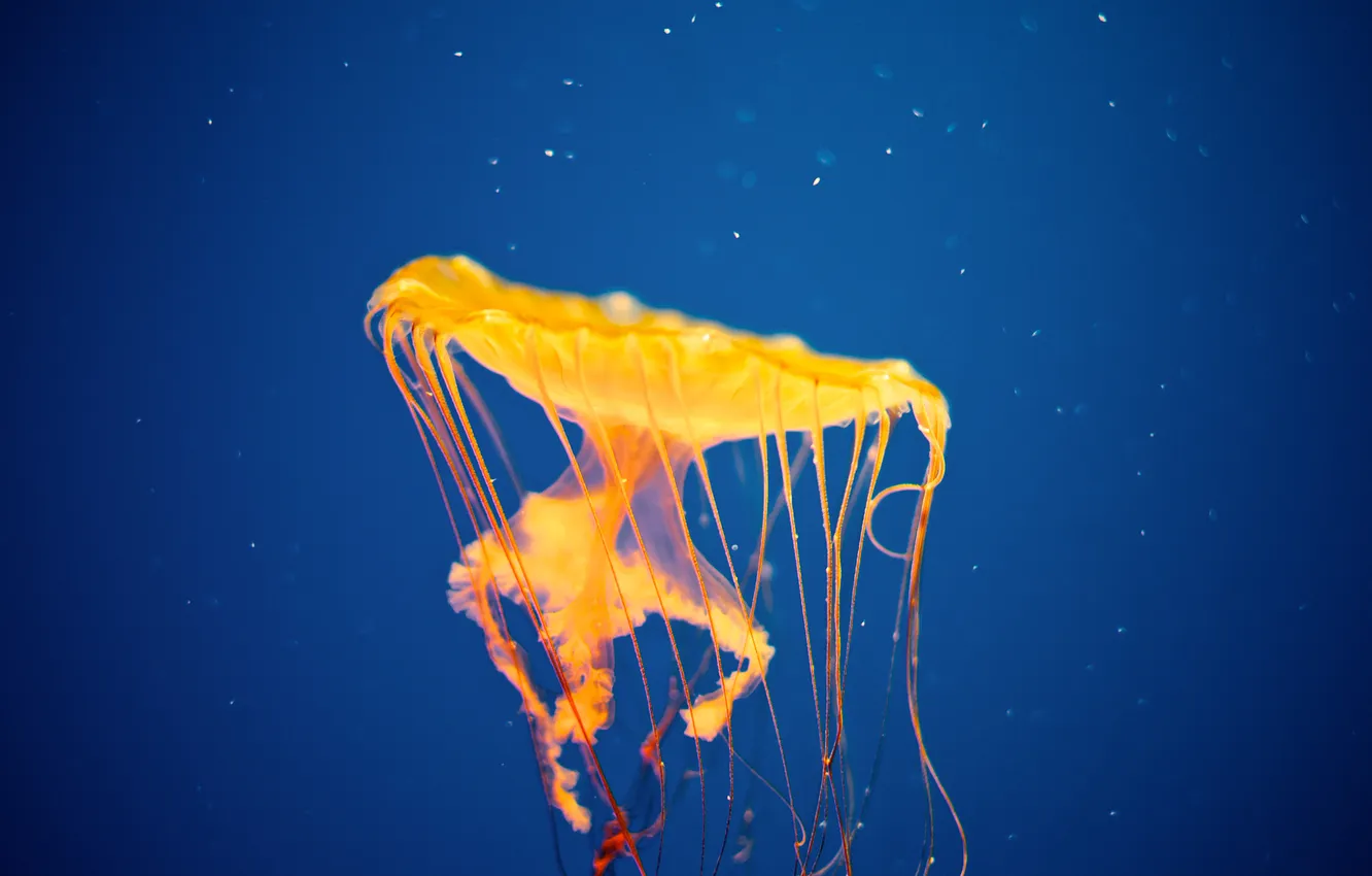 Фото обои медуза, желтая, jellyfish invasion