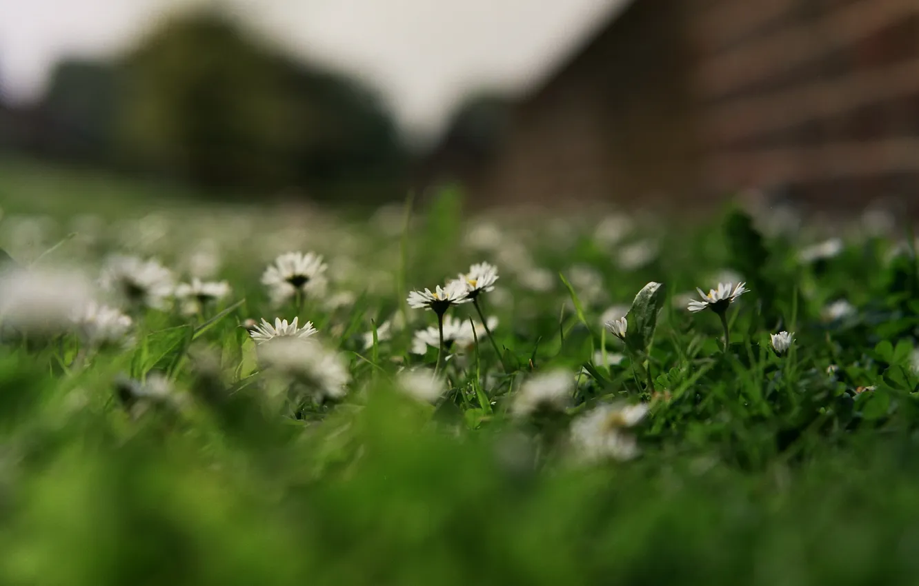 Фото обои трава, макро, цветы