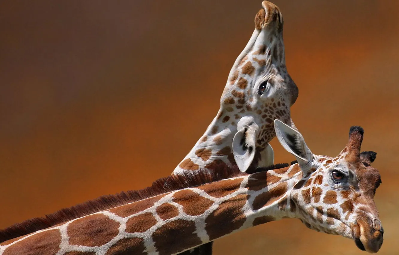 Фото обои пара, жирафы, головы, шеи