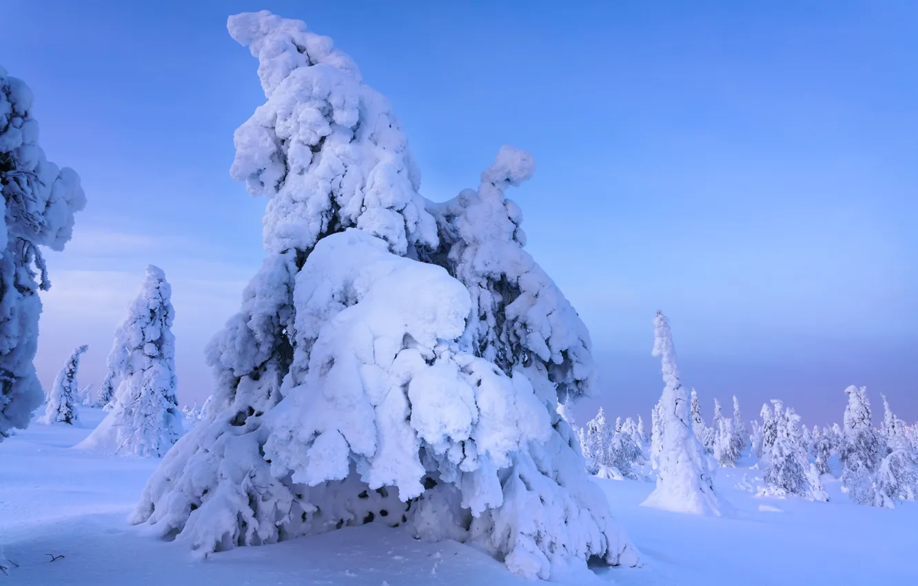Фото обои зима, иней, лес, небо, снег, деревья, ветки, природа