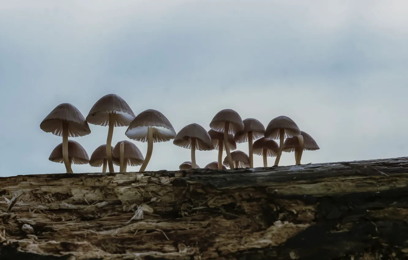Фото обои природа, дерево, грибы