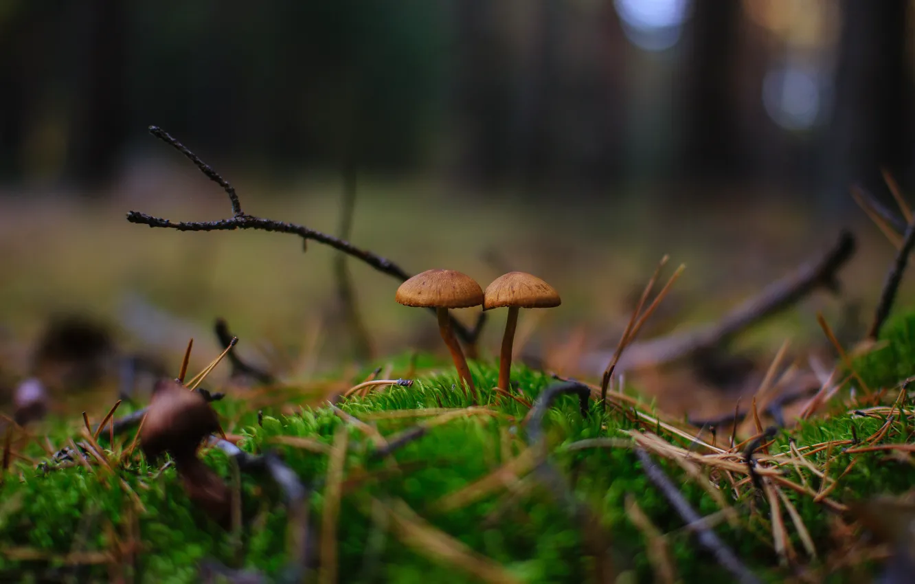Фото обои осень, лес, природа, грибы, парочка