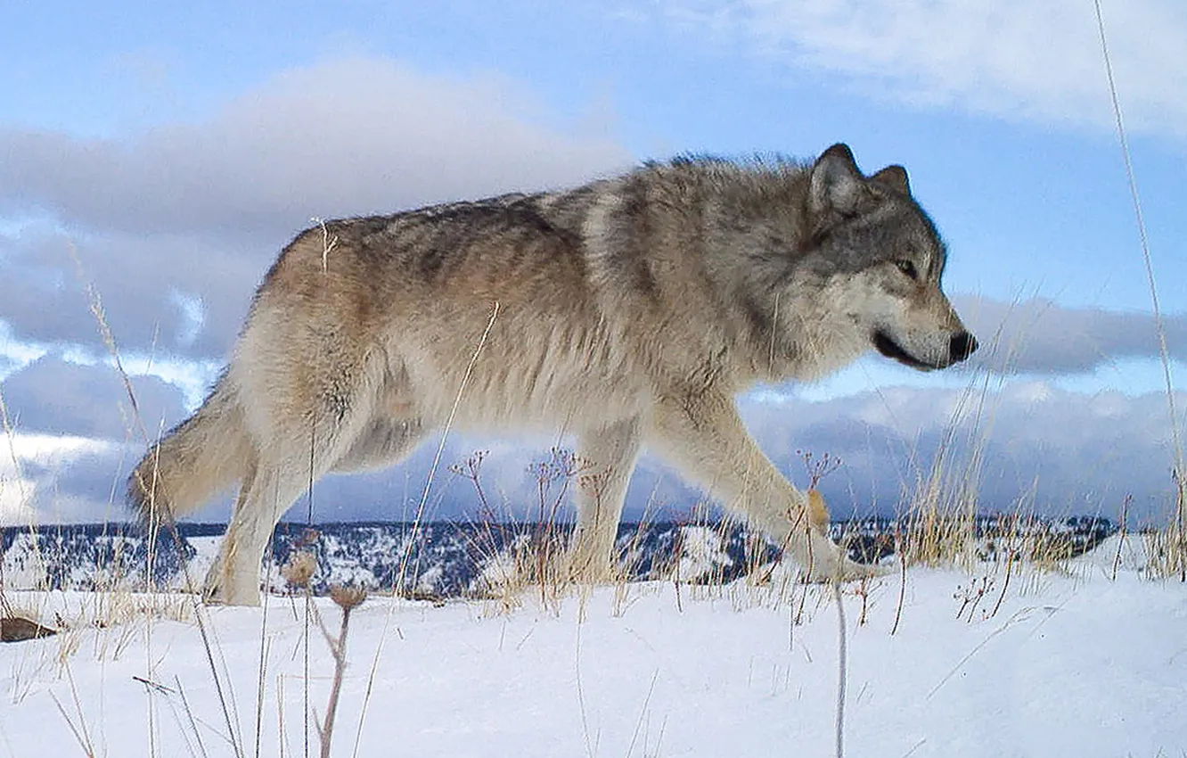 Фото обои nature, face, animal, wolf, wildlife, head, fur, mammal