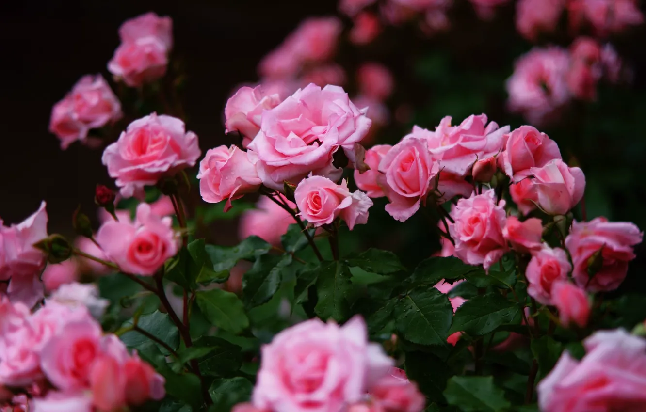 Фото обои розовый, розы, много