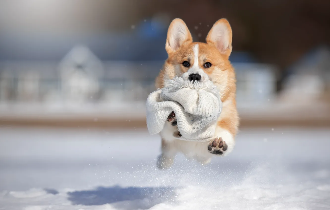 Фото обои зима, снег, животное, шапка, собака, пёс, корги, Светлана Писарева