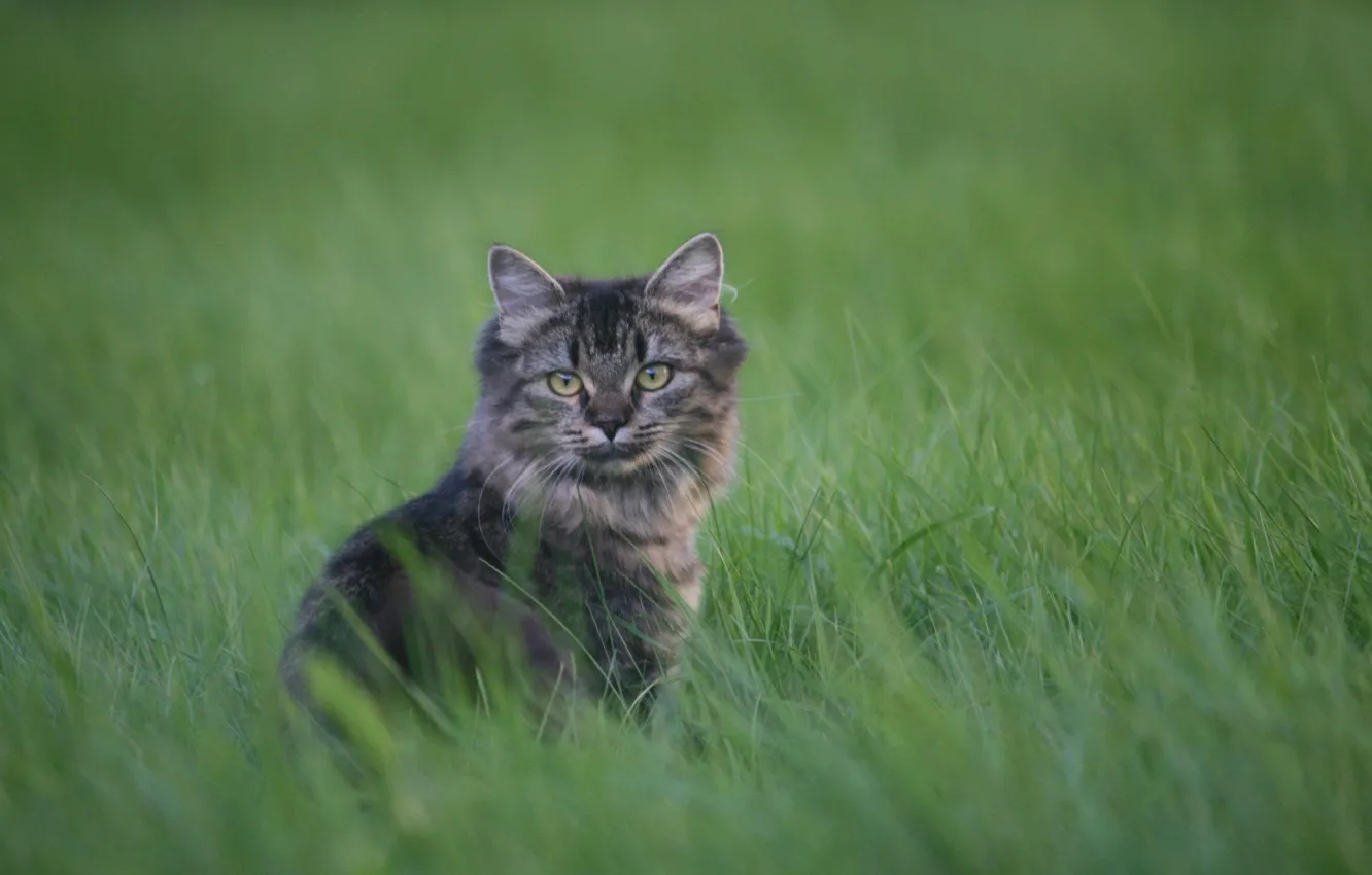 Фото обои трава, взгляд, котенок, серый