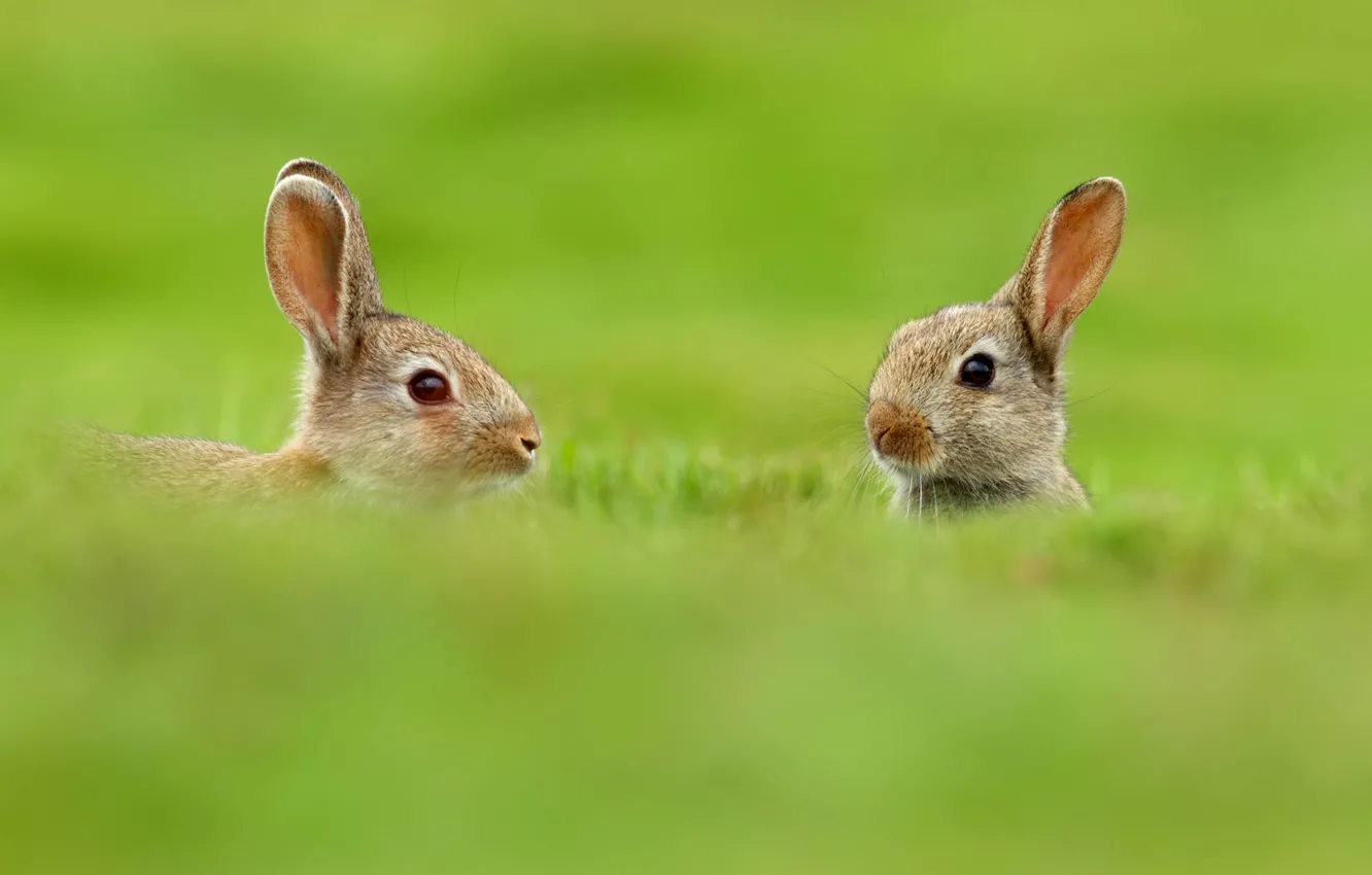 Фото обои зелень, животные, трава, природа, размытость, зайцы, уши, двое