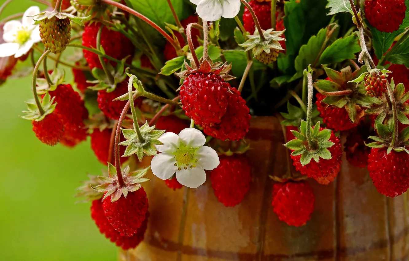 Фото обои лето, ягоды, земляника, красные, горшок, цветочки, букетик, спелая